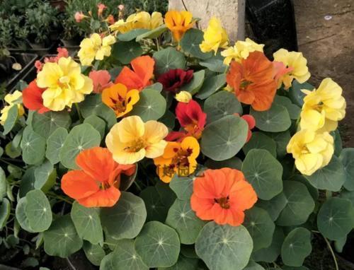 金莲|好看又好养的旱金莲,盆栽抓住这4个要点,花墙、花帘子全有了