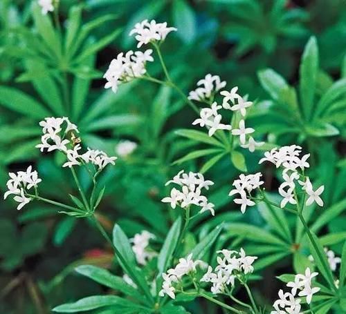 10种出彩的庭院地被花儿，最适合的才是最好的