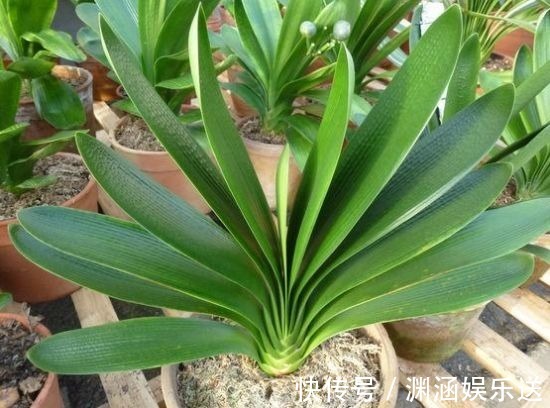 君子兰要长得旺，就要下手“切”，几刀下去叶片蹭蹭长，变群兰！