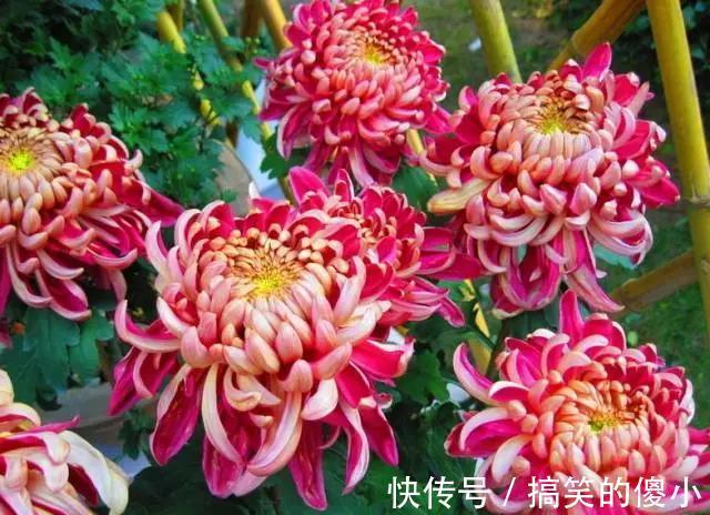 4种花专挑秋天爆盆，养一盆连续爆花3个月，花多花美
