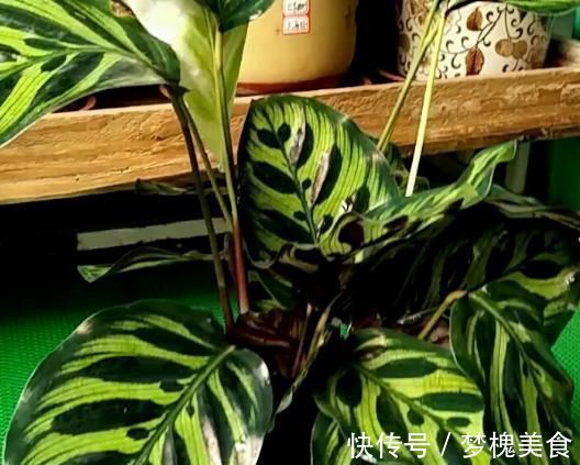 阳台上|最不耐晒的3种花，养在室内才好看，搬出去一天就枯了