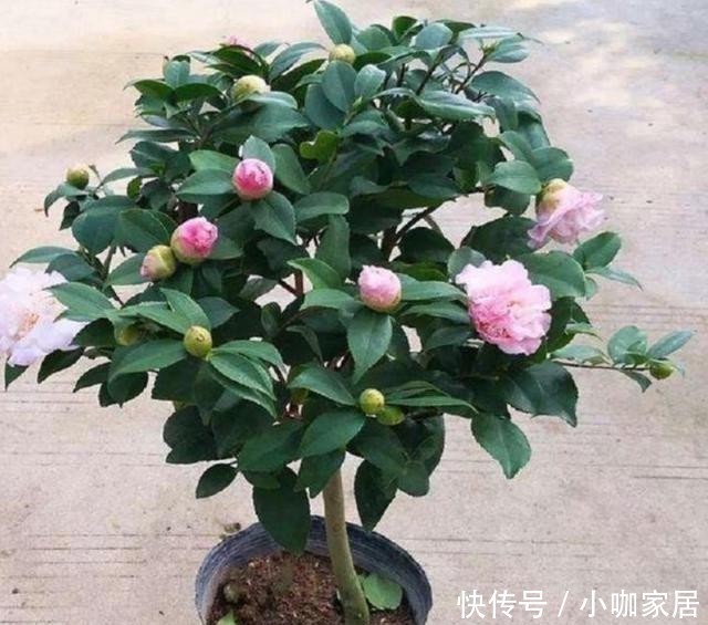 不烂|冬季养茶花,总共分4步,做好叶片不干不烂,保持油绿开满花!