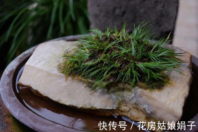 它位列“花草四雅”,耐阴能力强,室内光照不好也能养好