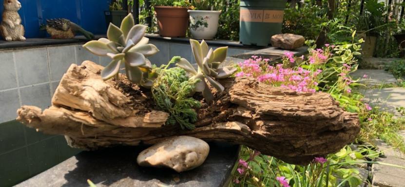 宝贝|去趟农村别闲着,路边看见这些宝贝,多扛些回家养花,赚大了