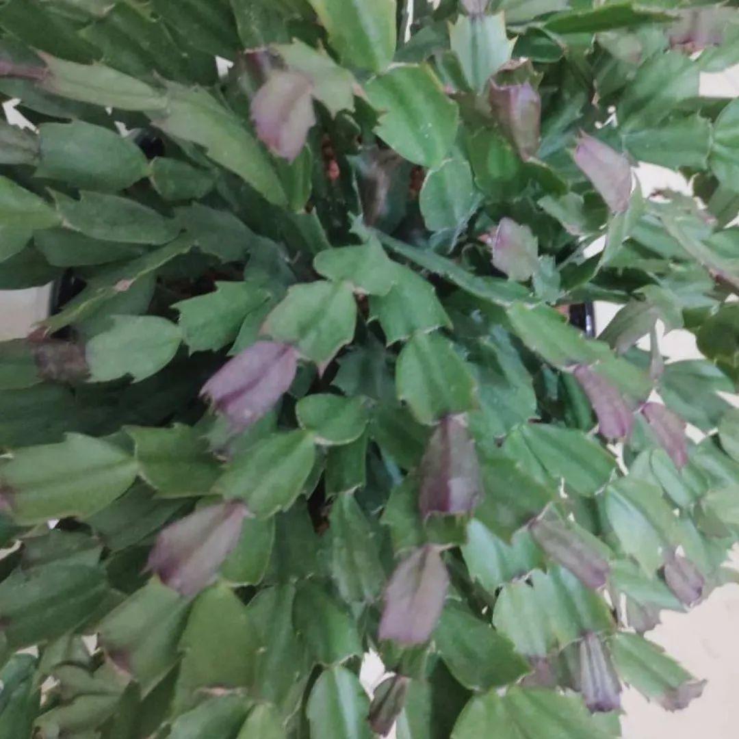 叶子|20种花，天凉了赶紧剪，来年开花有多又艳！