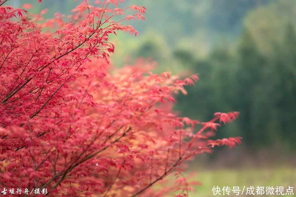 都江堰这片红枫林美炸了，趁着清明假期来打卡