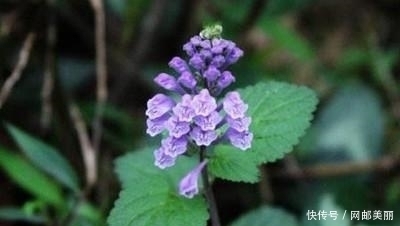 心血管|它是农村“救命草”，治心血管，清热解毒，祛毒健体，你认识吗