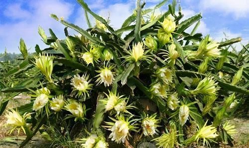 春季来了，推荐常吃三种食物，排毒养颜，美容护肤，好处多多！