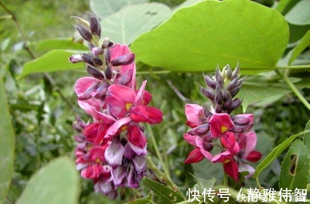 野葛|农村这种野草,有很好的润肠通便功效,如今加工成粉要80元一斤