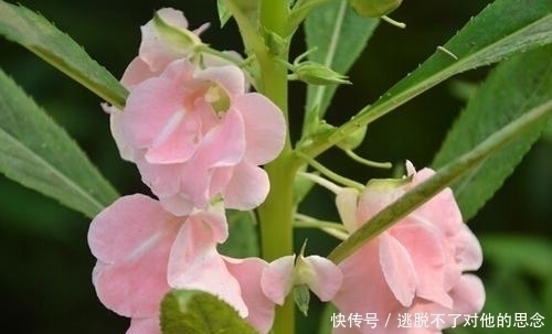 家里万万不要养这几种花,难怪家人身体越住越差,聪明人一眼便知