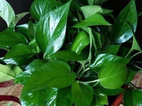 绿萝也要补营养，浇水的时候加一点，叶子不黄有精神！