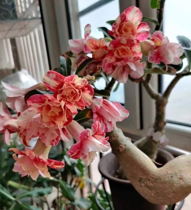 竟是|高手养花养一盆旺一盆,原因竟是做好这些不起眼的小事儿