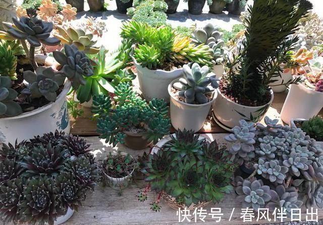 分化|这四种花是“旱鸭子”，叶片干焦也别急着浇水，旱养才能顺利开花