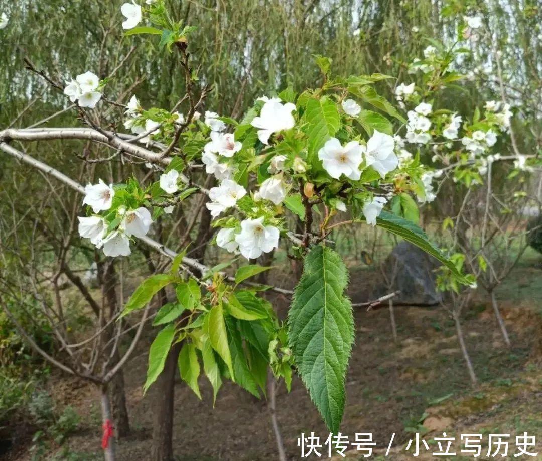 缺德商贩，把“绿化草”包装成“进口花”来卖，上当的人真不少