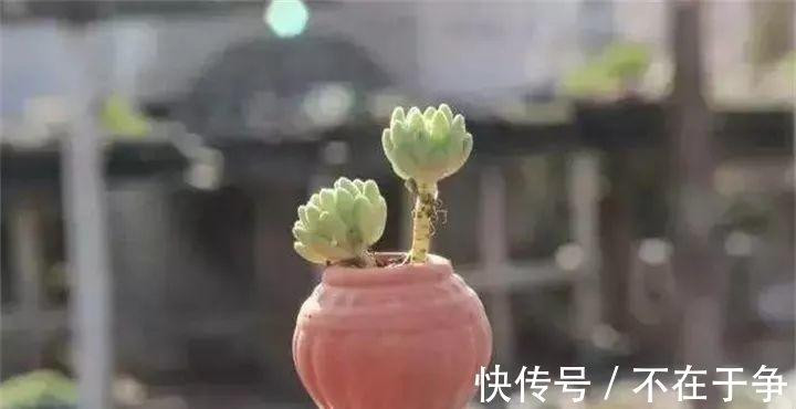 白美人|“拇指大”的花盆,被她塞了几十棵多肉,养一年都不是事!