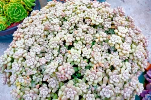 给大盆的丸叶姬秋丽多肉换盆是个技术活，弄不好它的叶片就会掉光