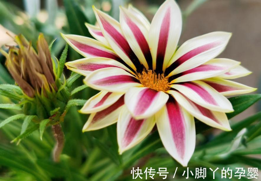 花草盆栽过冬难,该怎么办?从这3个方面下手,先养根