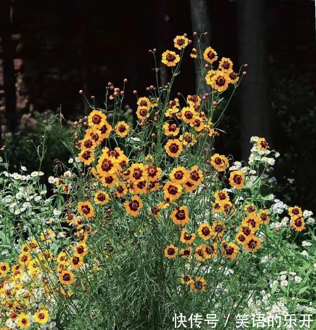 两色金鸡菊的红色斑块很有趣,咱们看到的是美,蜜蜂看到的是蜜!