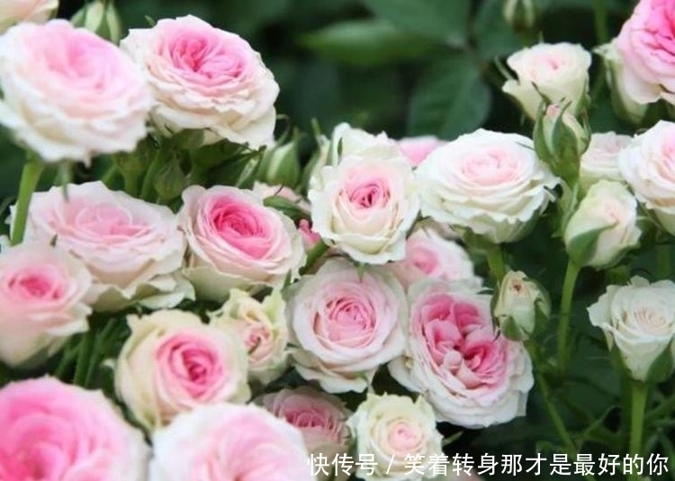 最适合春天养护的三种花,开花漂亮花期长,谁养谁喜欢