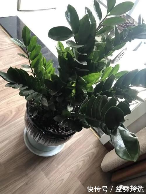 花盆|盆栽金钱树，记住“5句话”，叶子个个闪亮，萌芽更快！