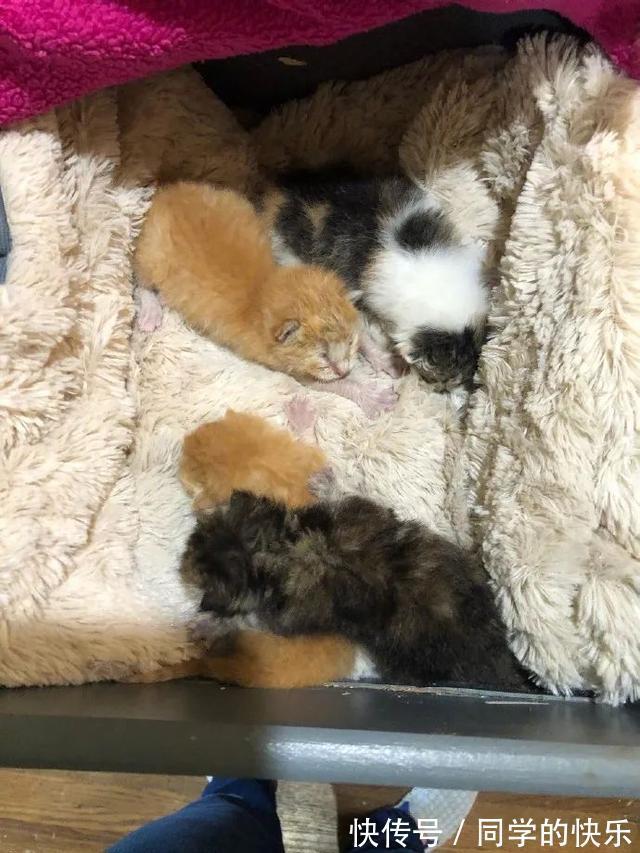 |翻开前信誓旦旦：这一定是米奇  冷段子2023