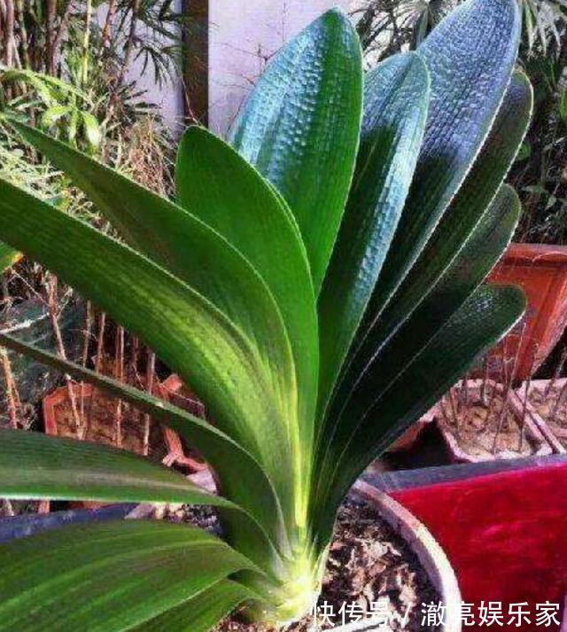 夏天给君子兰浇水有讲究,掌握几个技巧,不烂根,叶片绿
