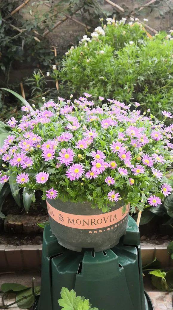 花开败后,手痒剃了个头,剃完就开花,一直剪一直开!