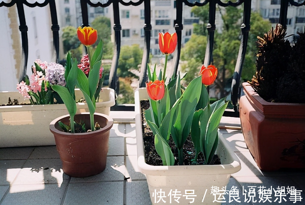 5种花,懂花的人不在家里养,会被嘲笑“没品位”