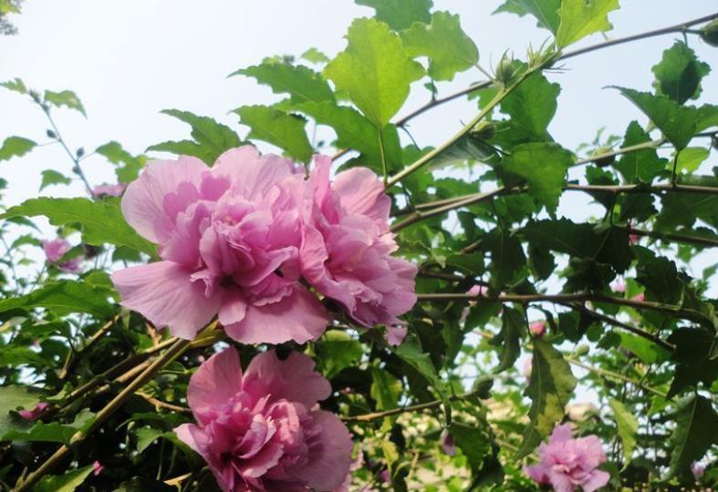 推荐一款耐寒的漂亮花,皮实好养易过冬,轻松开成“棒棒糖”