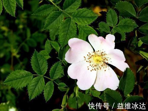 桃花星|未来一周财、情两得意，注定喜从天降，极受桃花星照顾生肖