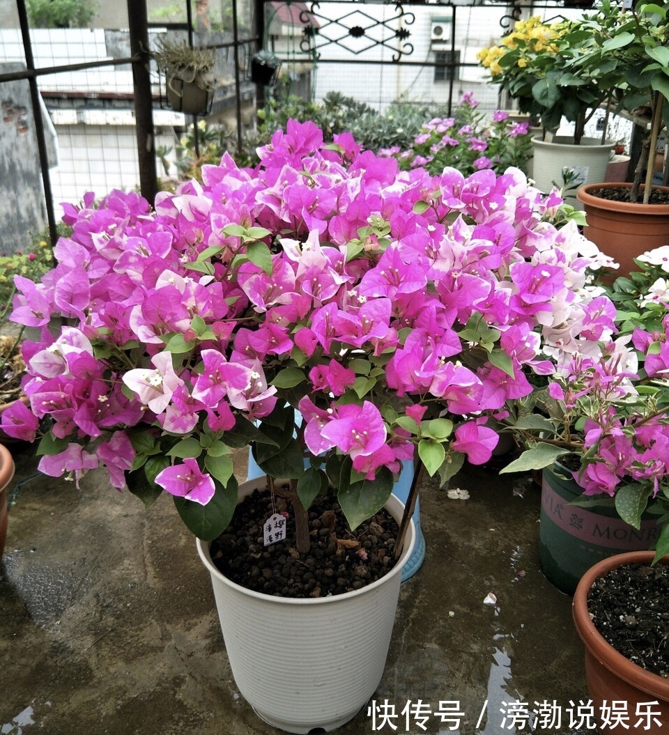 秋季|9月中旬，养三角梅，最后“一波”花期，扣水再回水，枝头都是花