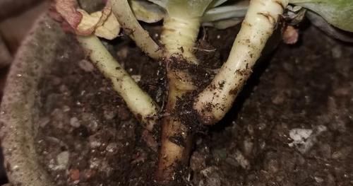 多肉叶子打卷发蔫，别扔掉，这样一抢救，马上恢复精神