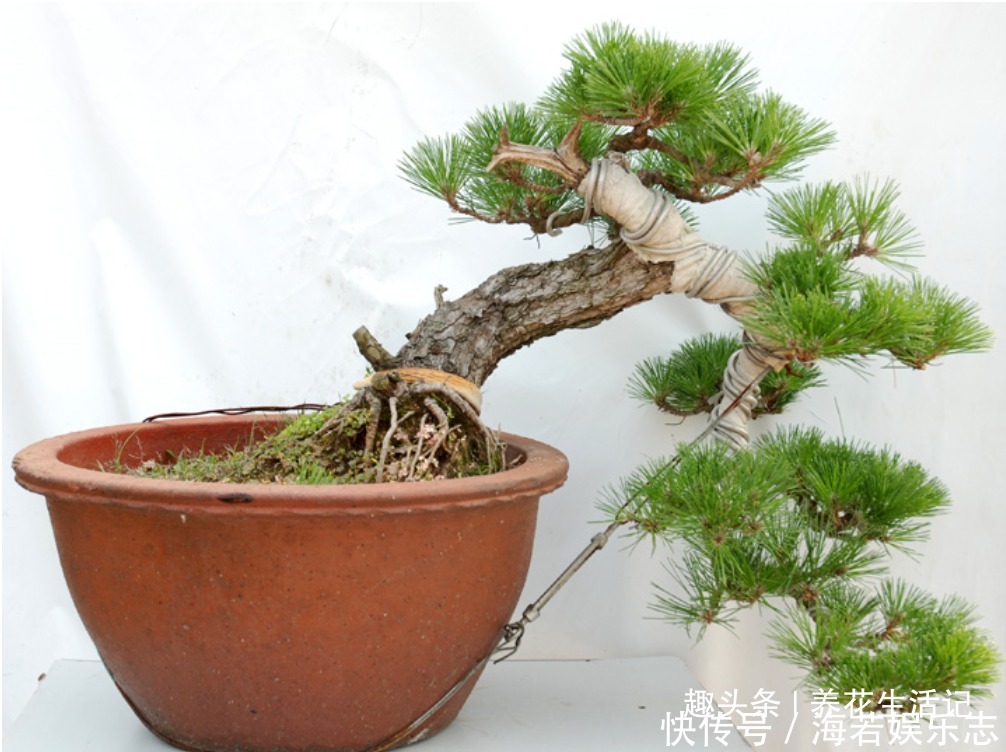 黑松盆景|黑松盆景不发芽,做好“4个”主环节,生长旺“出芽”率高!