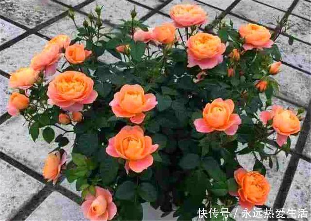 养护|3种最不容错过的绝美月季,颜值高香气浓,养护简单开花多