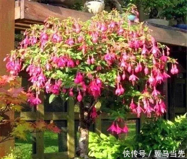 别养长寿花君子兰了，室内养花就选它，四季开花，过年挂满红灯笼