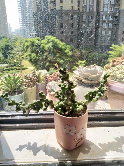 养多肉就得“控水”？不，单独水培它们，反而长得又快又好