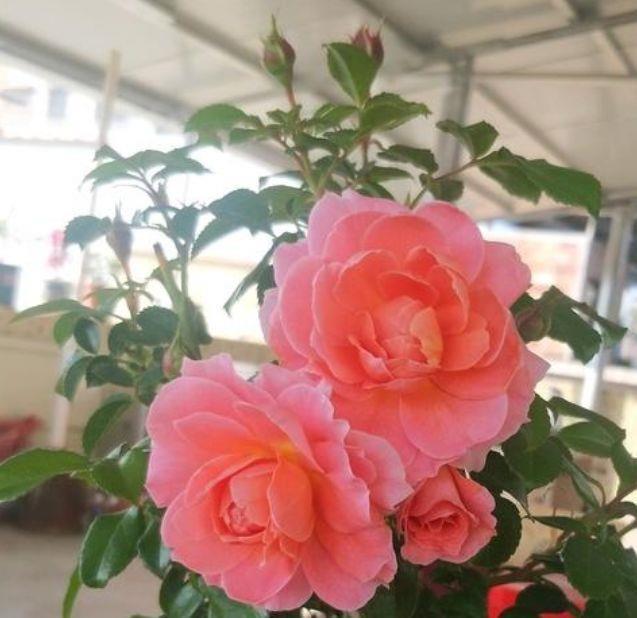 4种花谁见了都喜欢，颜值超高的，养护起来也简单