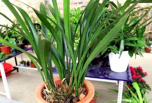  改良|正确使用柳树皮养花，可改良土壤，保植物不黄叶、不烂根！