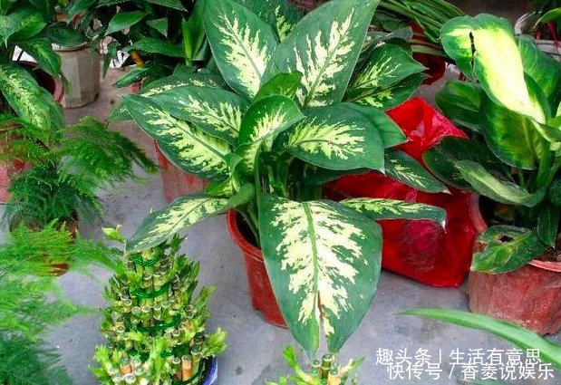 花花草草|高手养花共有的“3个习惯”,养啥花都能枝粗叶绿,知道的人不多