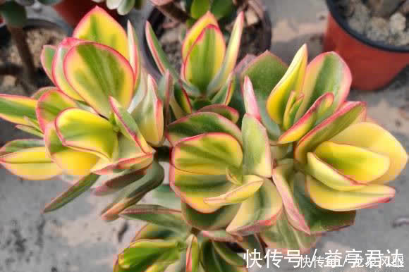 多肉根系|多肉想要养得好,通风,光照不能少,夏天养多肉,小风扇准备好