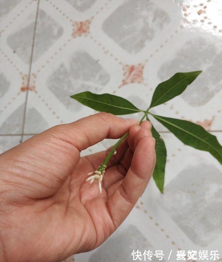 3种招财树,想养别花钱,掐个枝就生根,能得一大盆!