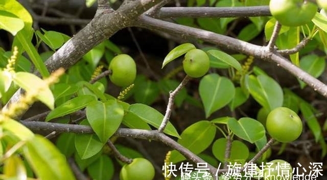 毒番石榴树|死亡之树!吃了会中毒,烧它也可能中毒,还有人吃过它的果实