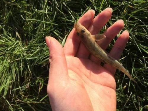 棒花鱼|农村这种鱼,儿时很多,钓鱼人见到就头大,如今却5元一条很稀罕