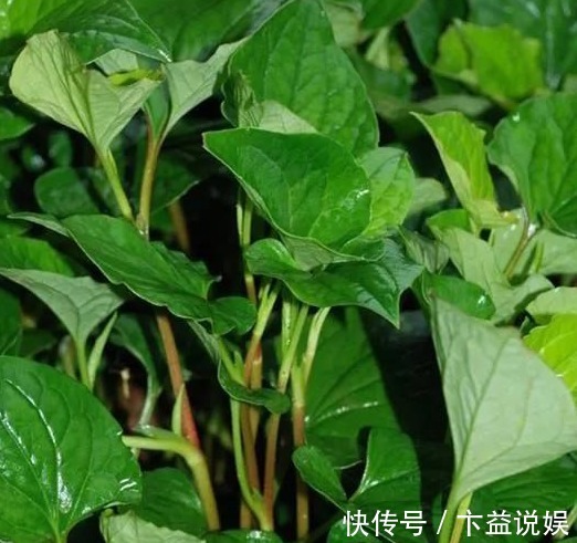 红辣椒|这6种长在地里的“天然青霉素”,隔三差五吃一回,常吃少生病