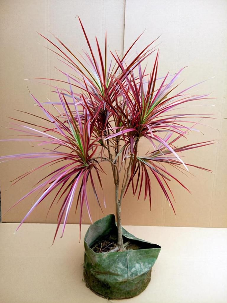 小香松|室内养这6种花，装饰感强是门面担当，感兴趣的朋友别错过