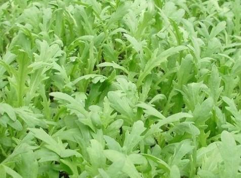 预防肝硬化|女人养肝就是抗衰老,3种野菜,养肝护肝,肝脏排毒,女人更年轻