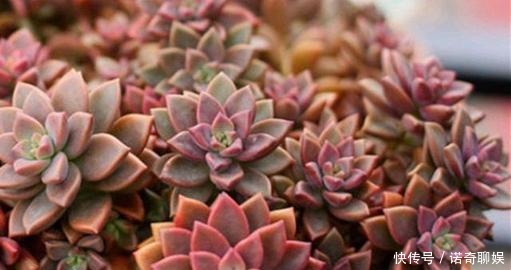 多肉达人给你推荐几款多肉,便宜好养容易出状态,适合新手!