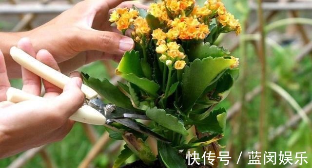 老桩|家里的长寿花,用1种方法,让它尽快长成老桩,开花多又美