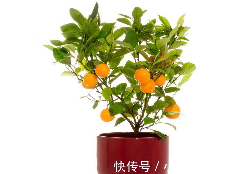 花卉|最抢手的年宵花,喜庆又吉祥,放在家里,热闹过新年