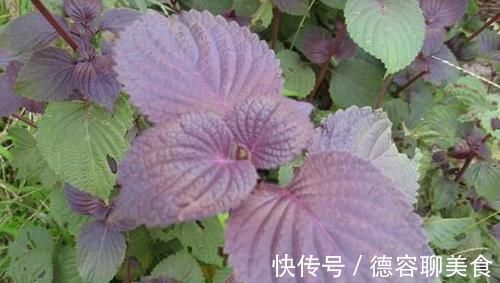 紫苏根|被痔疮缠上不用怕，经常吃这几种食物，痔疮或会慢慢好起来